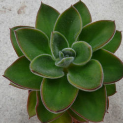 Echeveria 'Giant Mexican Firecracker'