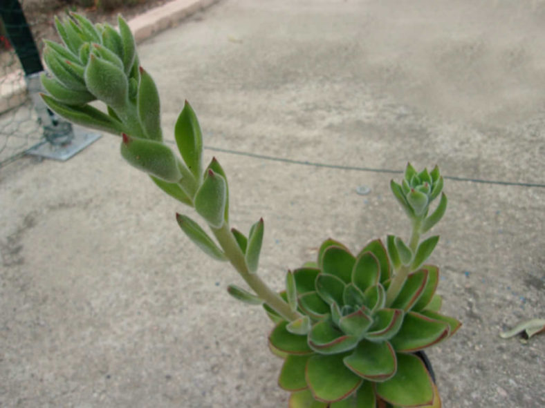 Echeveria 'Giant Mexican Firecracker'