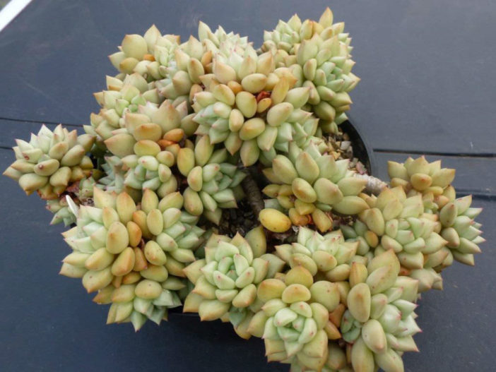 Echeveria agavoides 'Van Keppel'