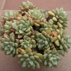 Echeveria 'J.C. Van Keppel'