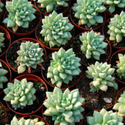 Echeveria 'J.C. Van Keppel'