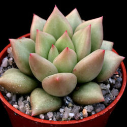 Echeveria 'J.C. Van Keppel'