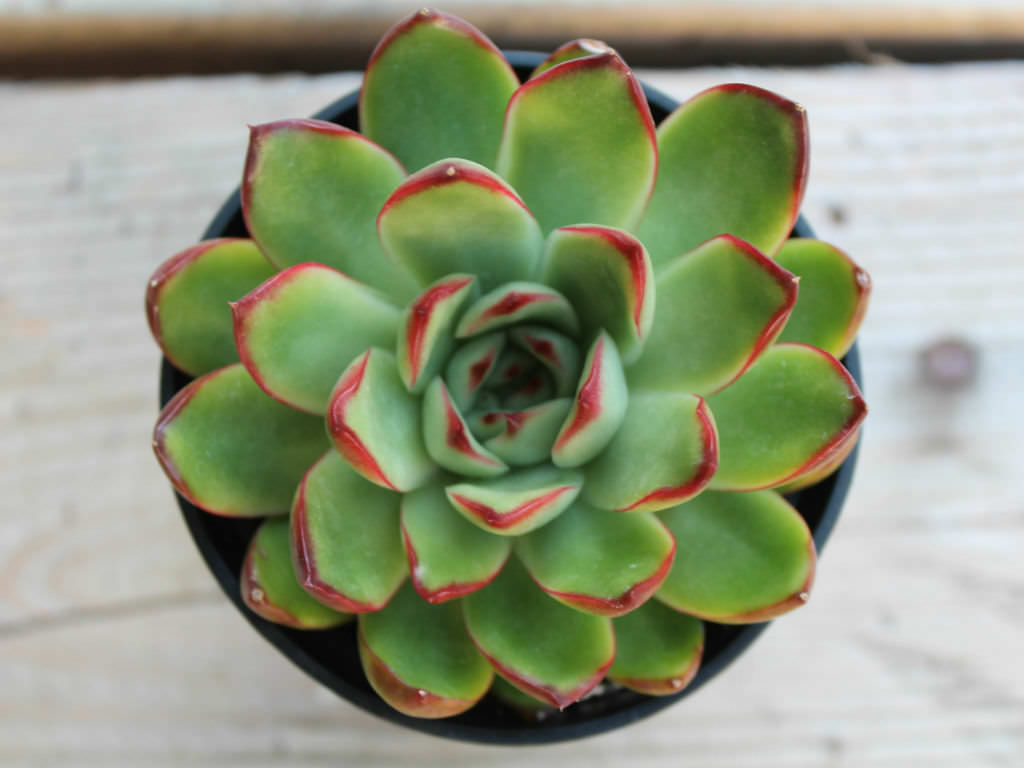 Echeveria agavoides × pulidonis