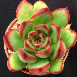 Echeveria agavoides × pulidonis