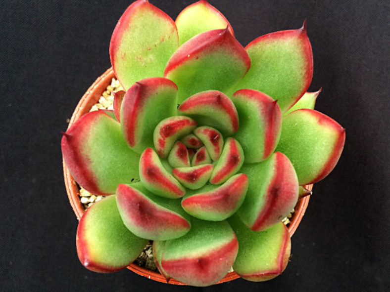 Echeveria agavoides × pulidonis