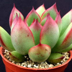 Echeveria agavoides × pulidonis