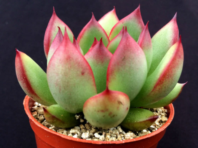 Echeveria agavoides × pulidonis