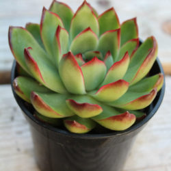 Echeveria agavoides × pulidonis