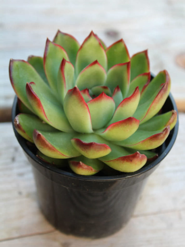 Echeveria agavoides × pulidonis