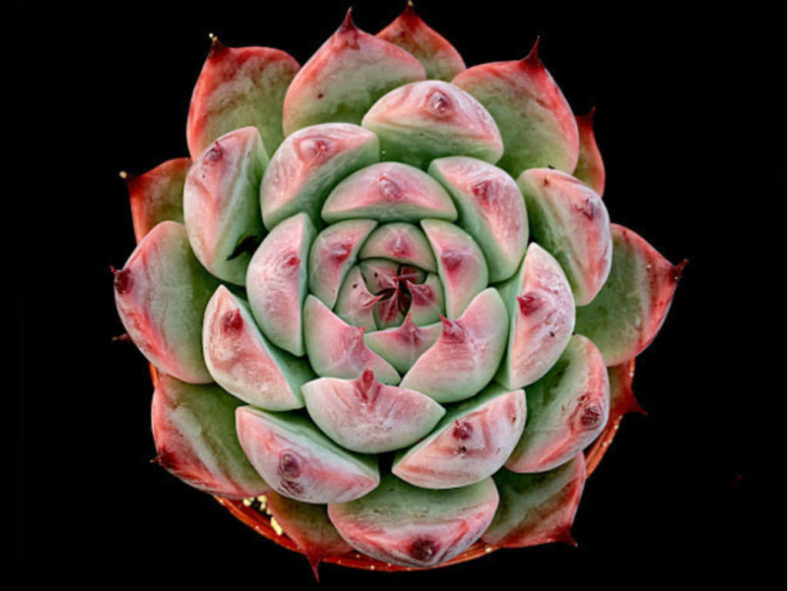 Echeveria colorata 'Haage'