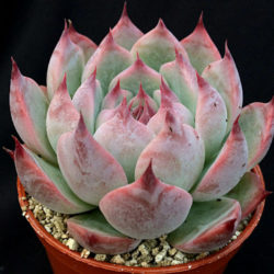 Echeveria colorata 'Haage'