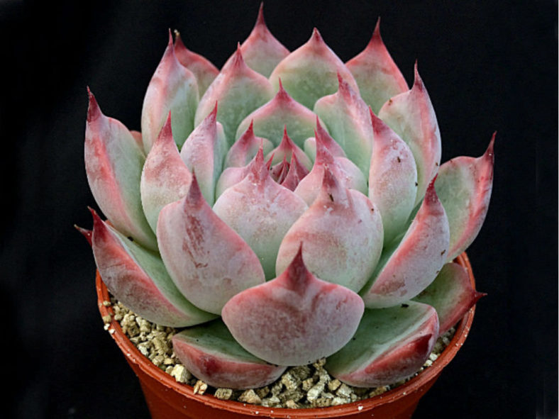 Echeveria colorata 'Haage'