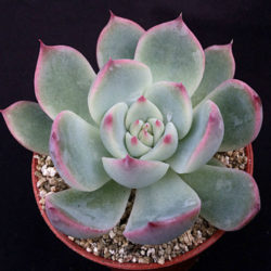 Echeveria colorata 'Haage'