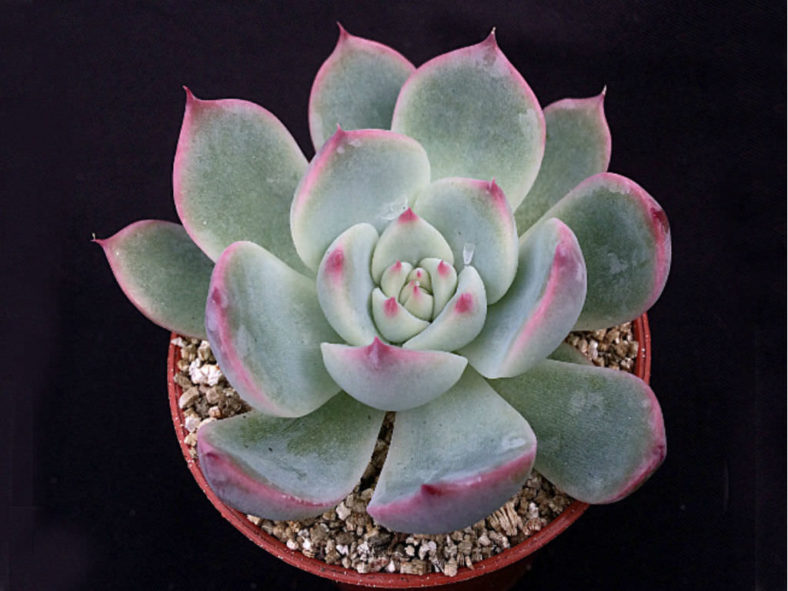 Echeveria colorata 'Haage'