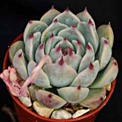 Echeveria colorata 'Haage'