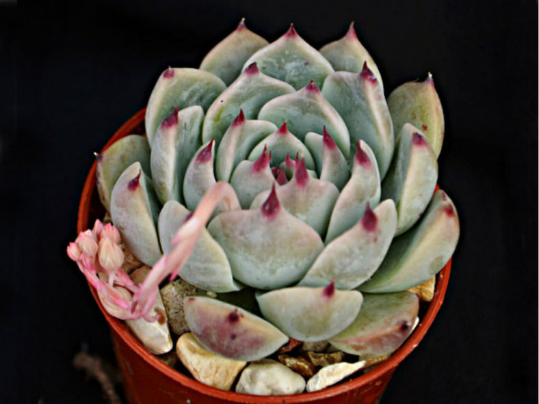Echeveria colorata 'Haage'