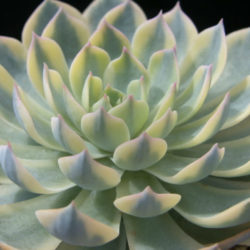 Echeveria desmetiana 'Variegata' aka Echeveria peacockii 'Variegata' or Echeveria subsessilis 'Variegata'