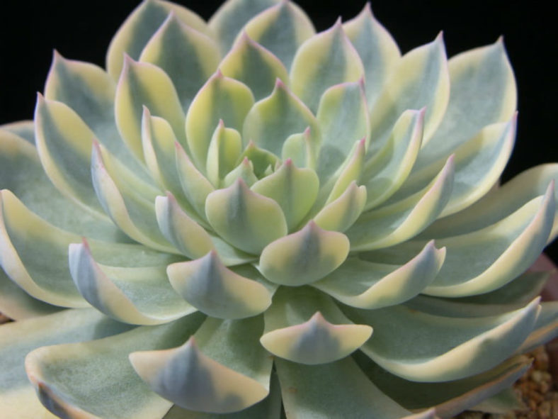 Echeveria desmetiana 'Variegata' aka Echeveria peacockii 'Variegata' or Echeveria subsessilis 'Variegata'