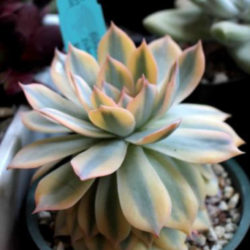 Echeveria desmetiana 'Variegata' aka Echeveria peacockii 'Variegata' or Echeveria subsessilis 'Variegata'