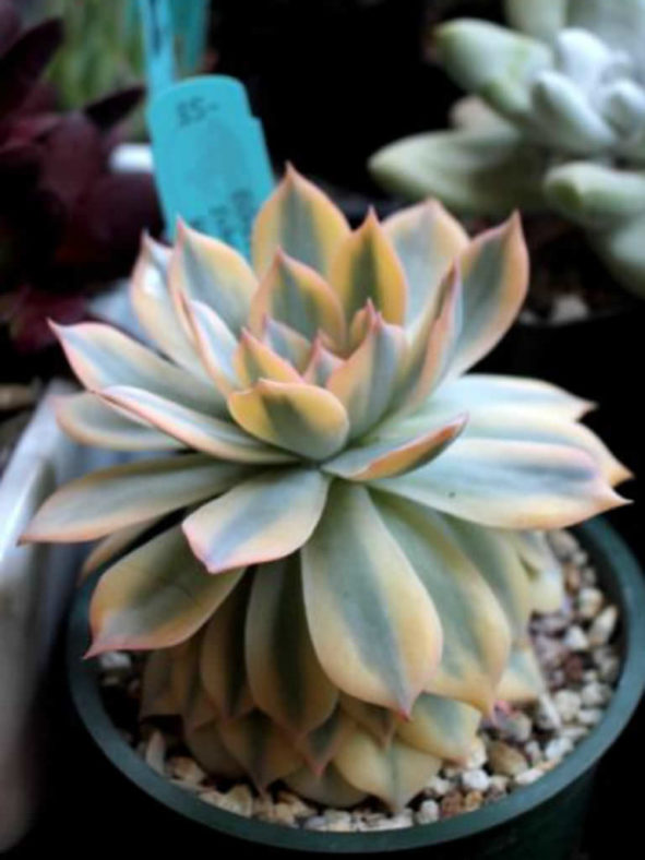 Echeveria desmetiana 'Variegata' aka Echeveria peacockii 'Variegata' or Echeveria subsessilis 'Variegata'
