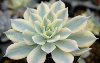 Echeveria desmetiana 'Variegata' Echeveria desmetiana 'Variegata' aka Echeveria peacockii 'Variegata' or Echeveria subsessilis 'Variegata'