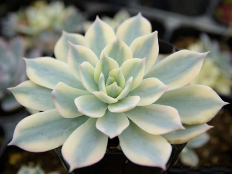 Echeveria desmetiana 'Variegata' aka Echeveria peacockii 'Variegata' or Echeveria subsessilis 'Variegata'