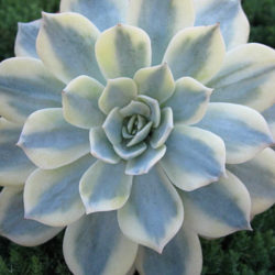 Echeveria desmetiana 'Variegata' aka Echeveria peacockii 'Variegata' or Echeveria subsessilis 'Variegata'