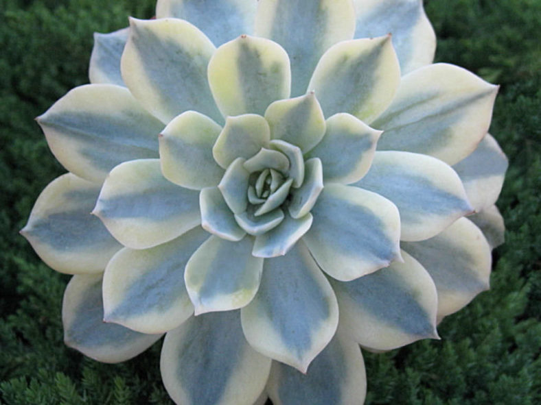 Echeveria desmetiana 'Variegata' aka Echeveria peacockii 'Variegata' or Echeveria subsessilis 'Variegata'