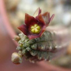 Echidnopsis cereiformis var. brunnea