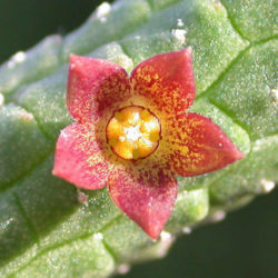 Echidnopsis cereiformis var. brunnea