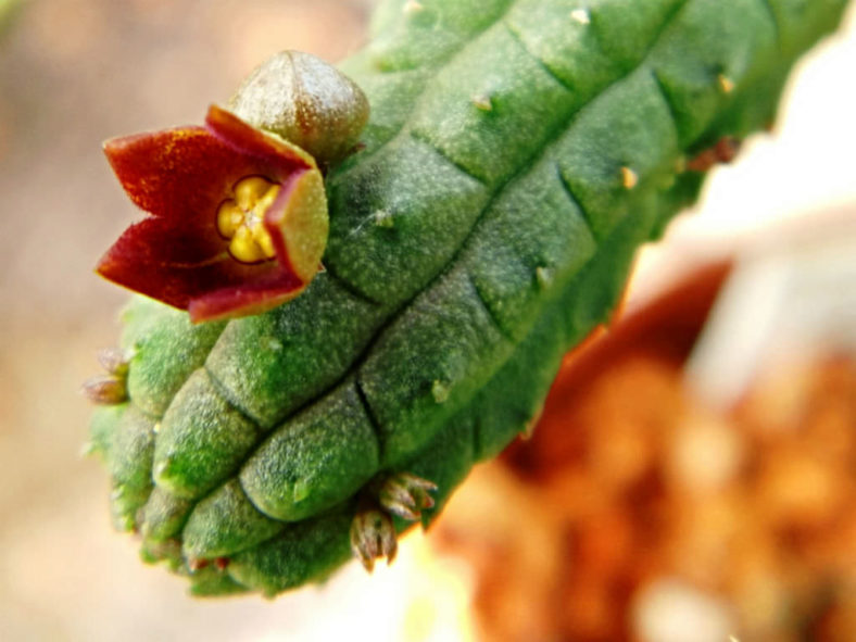 Echidnopsis cereiformis var. brunnea