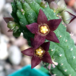 Echidnopsis cereiformis var. brunnea