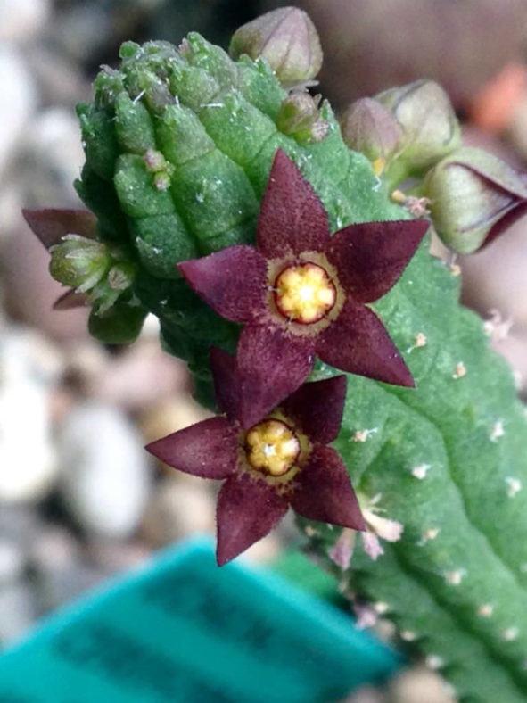 Echidnopsis cereiformis var. brunnea