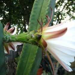 Echinopsis scopulicola
