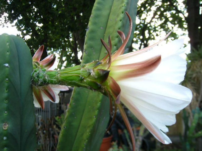 Echinopsis scopulicola
