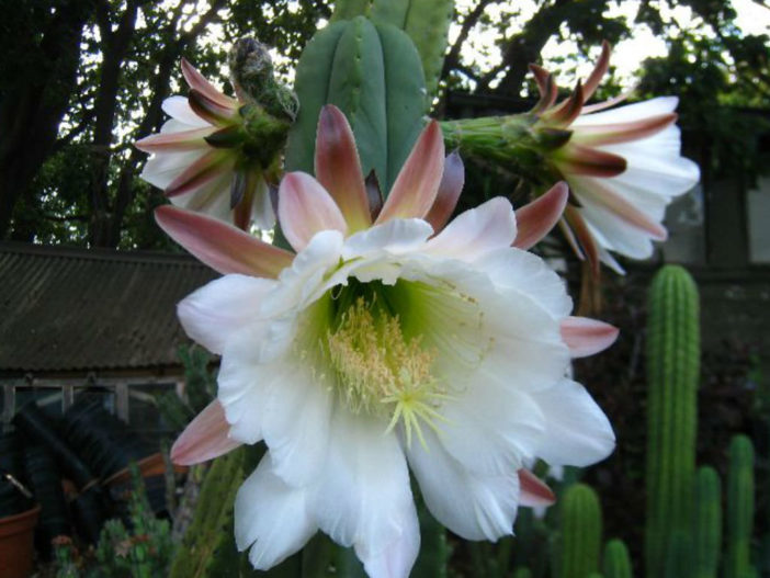 Echinopsis scopulicola