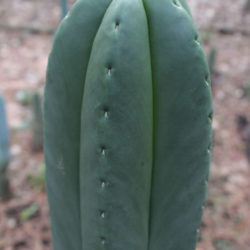 Echinopsis scopulicola