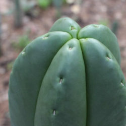 Echinopsis scopulicola