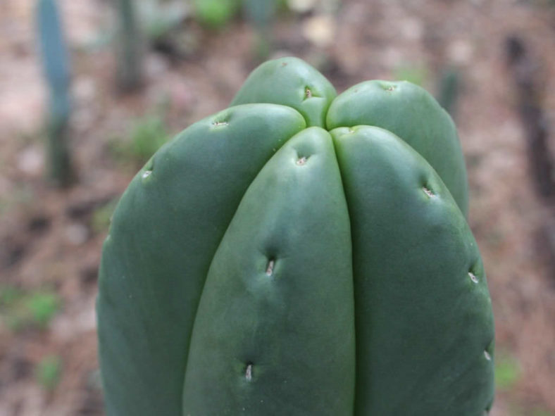 Echinopsis scopulicola