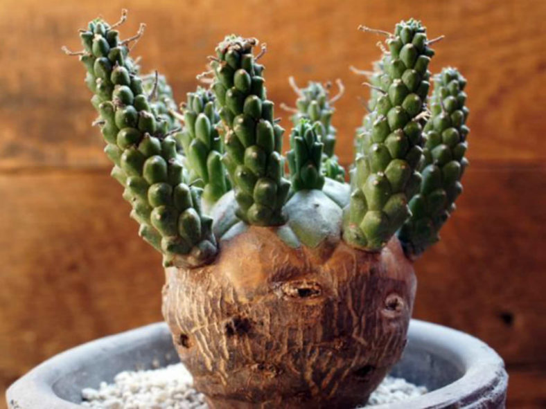 Euphorbia decepta subsp. gamkensis aka Euphorbia gamkensis