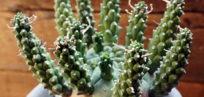 Euphorbia gamkensis D300【古株】 ユーフォルビア ガムケンシス