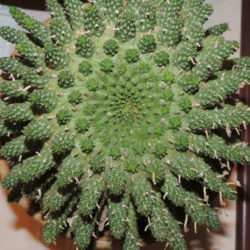 Euphorbia gamkensis