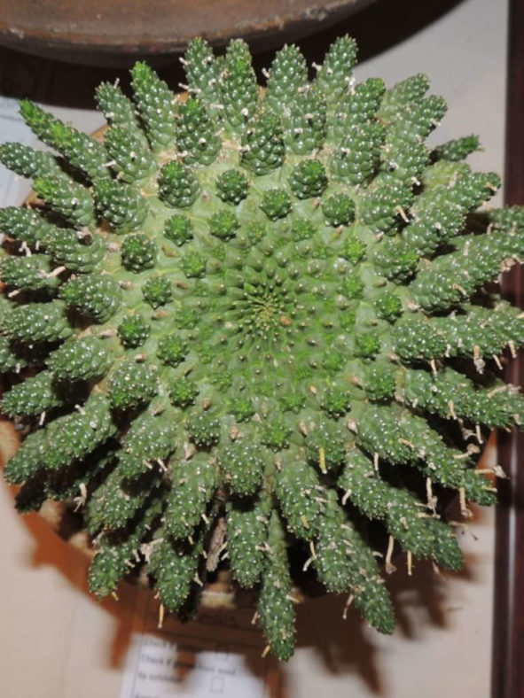 Euphorbia decepta subsp. gamkensis aka Euphorbia gamkensis