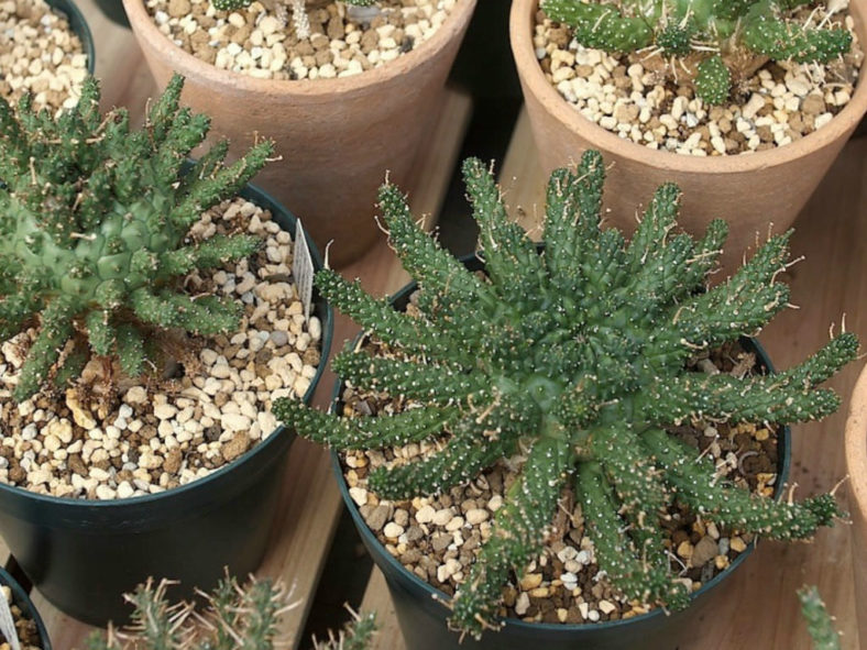 Euphorbia decepta subsp. gamkensis aka Euphorbia gamkensis