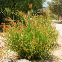 Euphorbia lomelii - Slipper Plant