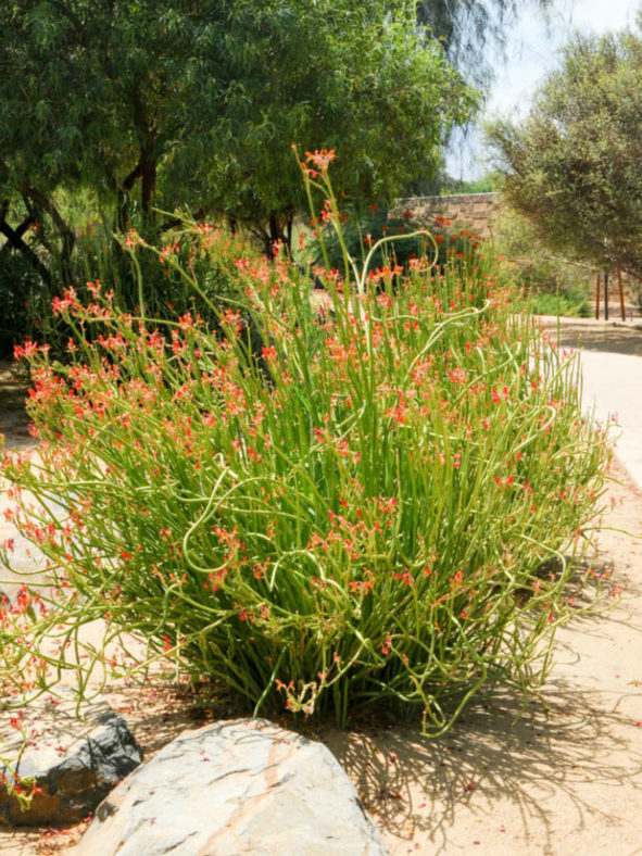 Euphorbia lomelii - Slipper Plant
