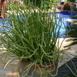 Euphorbia lomelii - Slipper Plant