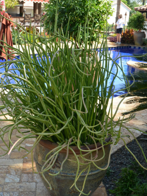 Euphorbia lomelii - Slipper Plant