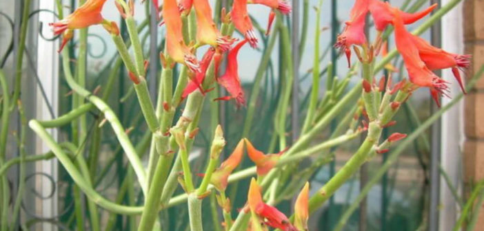 Lady slipper or slipper plant (Euphorbia lomelii or Pedilanthus macrocarpus)  is a succulent plant native to Mexico (Baja California and Sonora  Desert)... - SuperStock