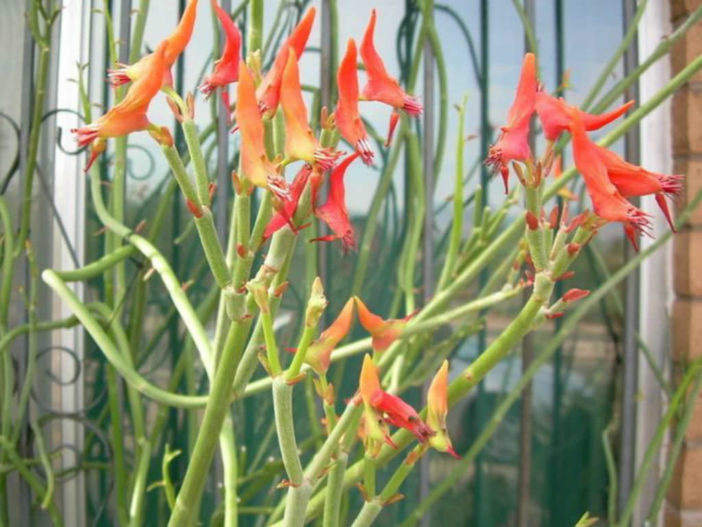 Euphorbia lomelii - Slipper Plant